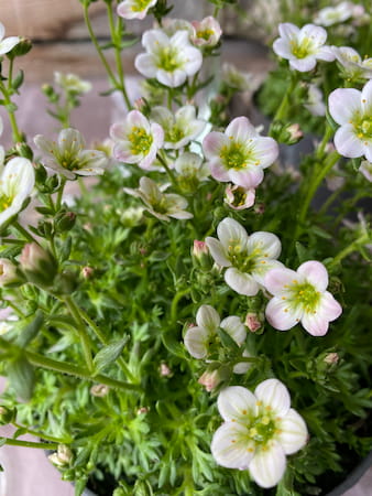 Blumen als Accessiore für die frühlingshafte Windlicht Deko